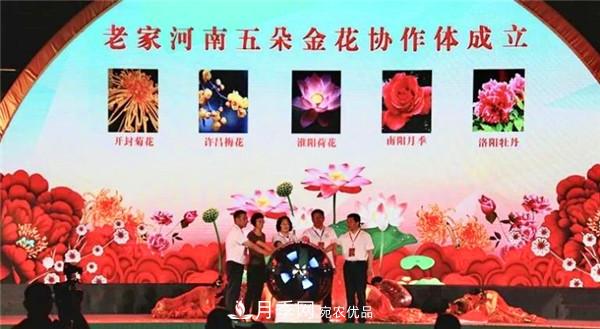 “老家河南·五朵金花”究竟是誰？南陽月季榜上有名(圖1)