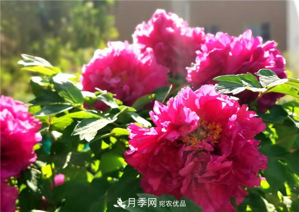 “老家河南·五朵金花”究竟是誰？南陽月季榜上有名(圖2)