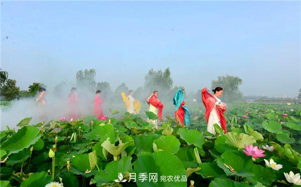 “老家河南·五朵金花”究竟是誰？南陽月季榜上有名(圖3)