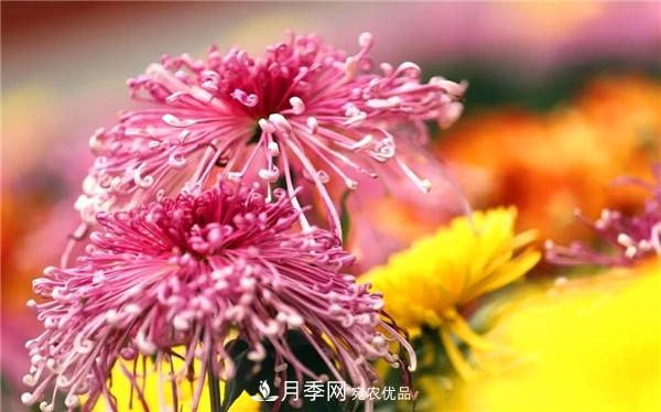“老家河南·五朵金花”究竟是誰？南陽月季榜上有名(圖4)