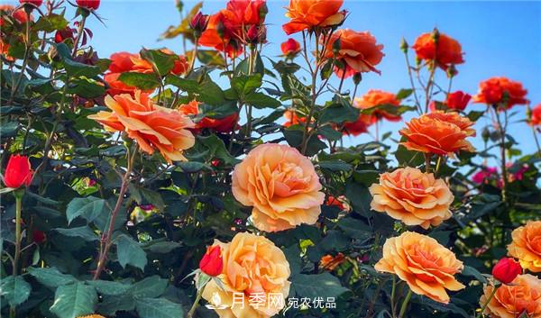 “老家河南·五朵金花”究竟是誰？南陽月季榜上有名(圖6)