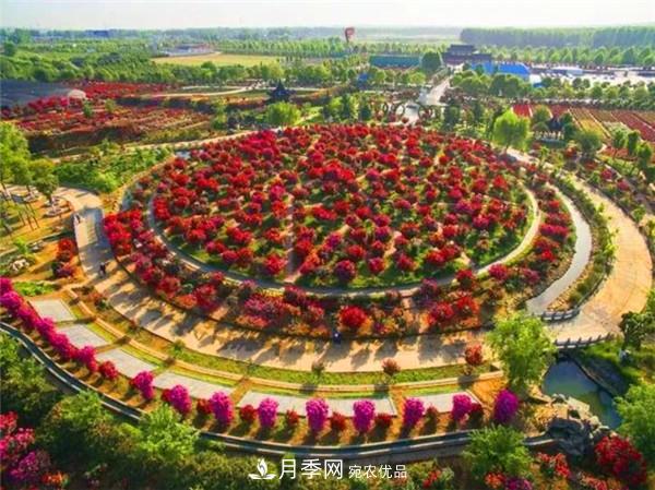 “老家河南·五朵金花”究竟是誰？南陽月季榜上有名(圖7)