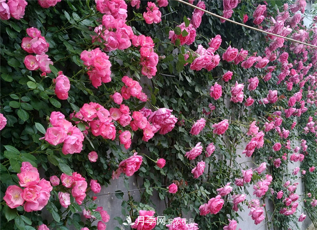 6種藤本月季，花墻養(yǎng)成必選品種，四季開花不停歇(圖1)