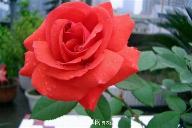 6種藤本月季，花墻養(yǎng)成必選品種，四季開花不停歇(圖2)