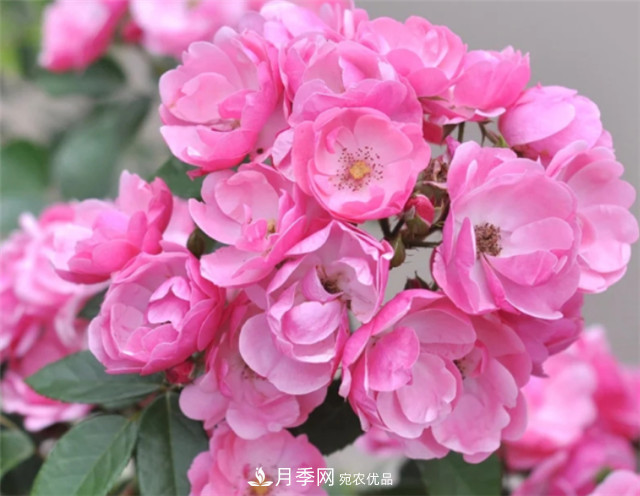 6種藤本月季，花墻養(yǎng)成必選品種，四季開花不停歇(圖4)