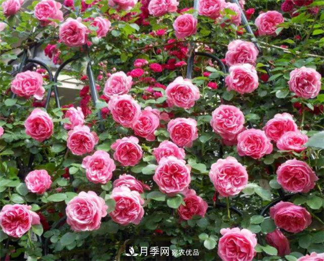 6種藤本月季，花墻養(yǎng)成必選品種，四季開花不停歇(圖5)