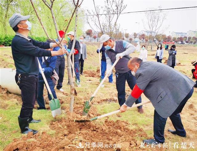 2019年武漢綠化成績單：建成303公里綠道，新栽月季100萬株……(圖3)
