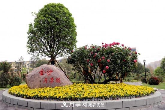 備好鮮花迎國慶 你家的月季花修剪了嗎！(圖2)