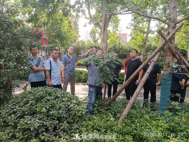 備好鮮花迎國慶 你家的月季花修剪了嗎！(圖1)