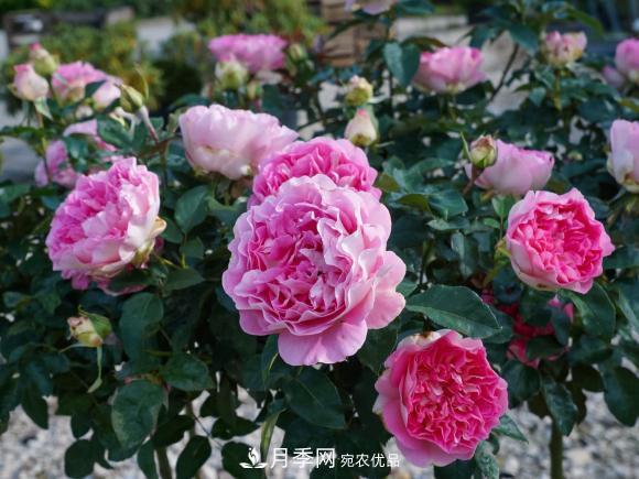 夏天暴雨天，月季發(fā)黃枯萎，2個原因需要解決(圖2)