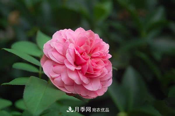 達(dá)芬奇“粉色月季”令人驚艷，生長快開花重瓣，開花太美(圖1)