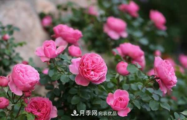 達(dá)芬奇“粉色月季”令人驚艷，生長快開花重瓣，開花太美(圖2)