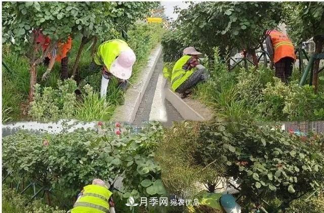 山東濟(jì)南歷城區(qū)唐冶西路的樹狀月季花?！懊廊缙G”(圖4)