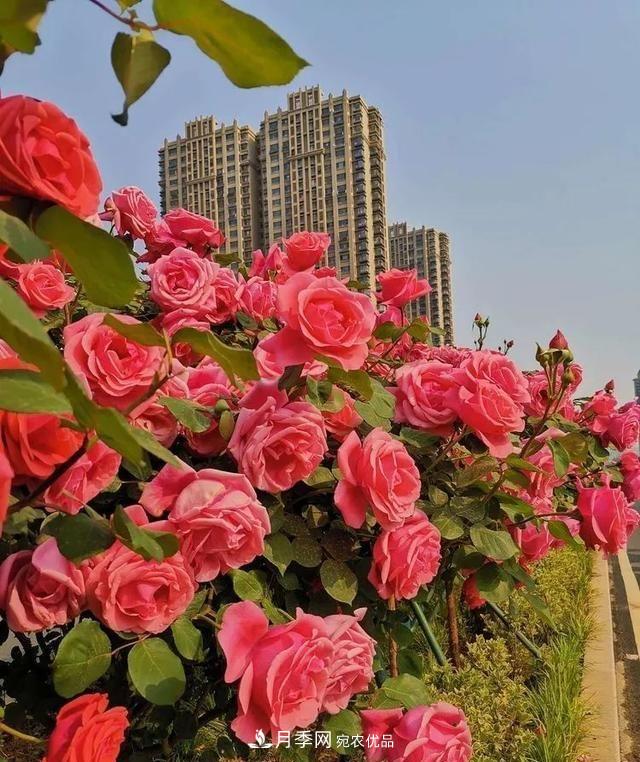 山東濟(jì)南歷城區(qū)唐冶西路的樹狀月季花?！懊廊缙G”(圖5)