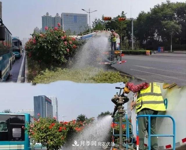 山東濟(jì)南歷城區(qū)唐冶西路的樹狀月季花?！懊廊缙G”(圖3)