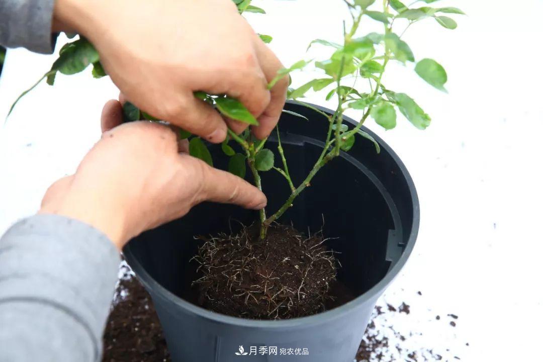 入坑月季必須知道的換盆小知識(shí)！(圖1)