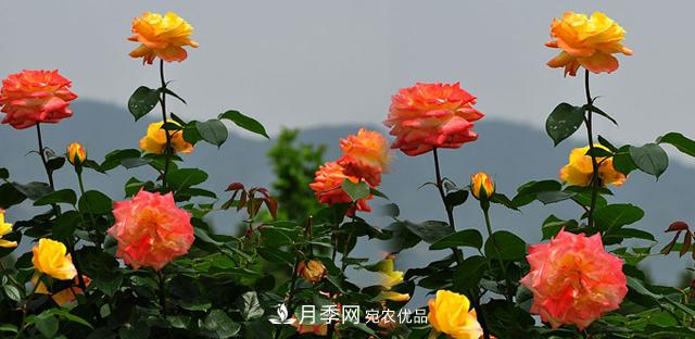 矮小型的月季品種如何選擇？(圖1)