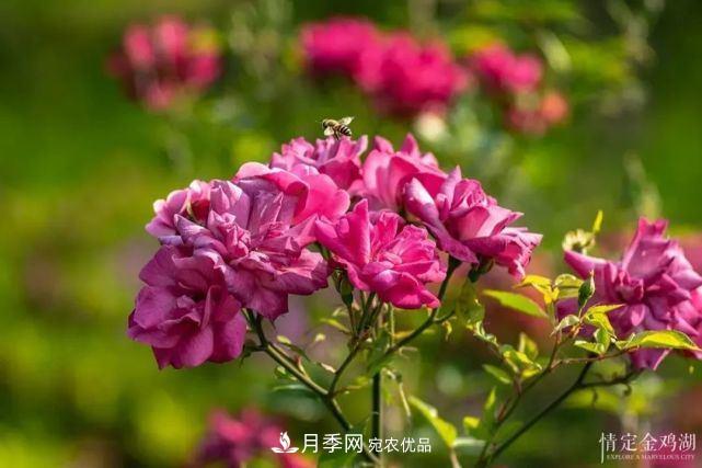 蘇洲金雞湖畔！大美月季花海！(圖3)