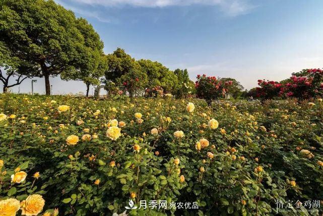 蘇洲金雞湖畔！大美月季花海！(圖2)