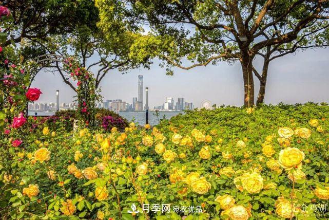 蘇洲金雞湖畔！大美月季花海！(圖1)