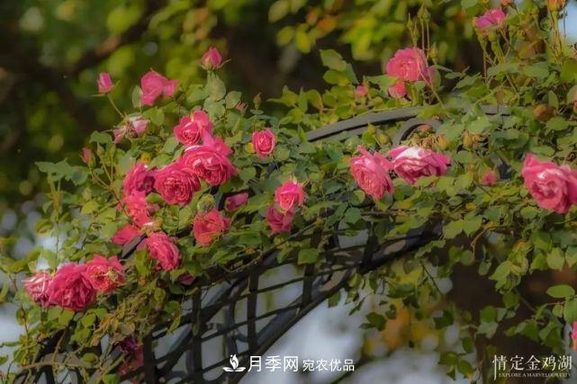 蘇洲金雞湖畔！大美月季花海！(圖5)