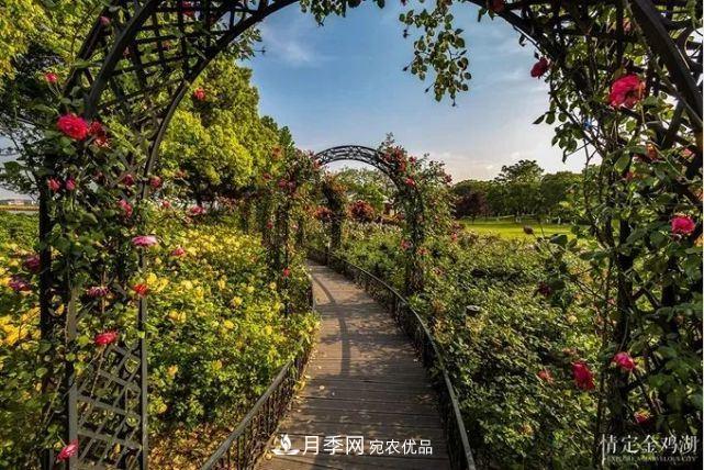蘇洲金雞湖畔！大美月季花海！(圖4)