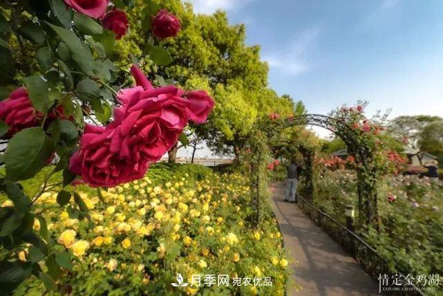 蘇洲金雞湖畔！大美月季花海！(圖6)