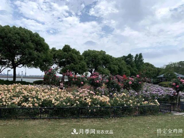 蘇洲金雞湖畔！大美月季花海！(圖7)