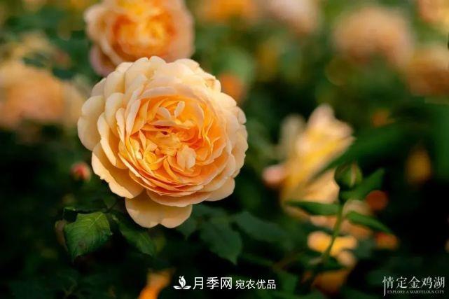 蘇洲金雞湖畔！大美月季花海！(圖8)