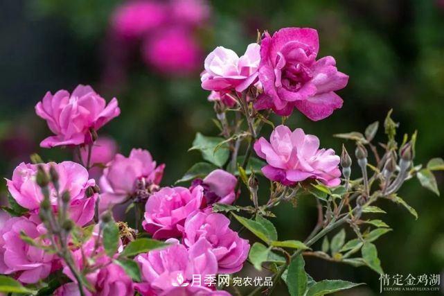 蘇洲金雞湖畔！大美月季花海！(圖9)