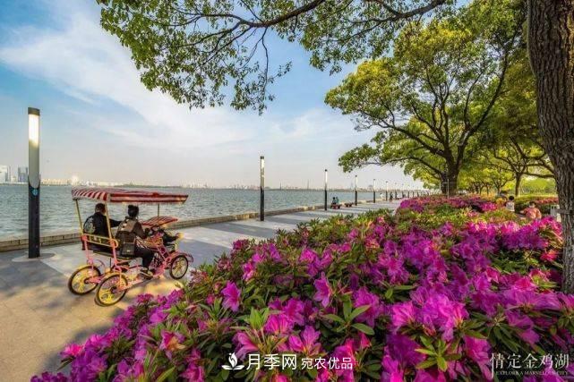 蘇洲金雞湖畔！大美月季花海！(圖10)