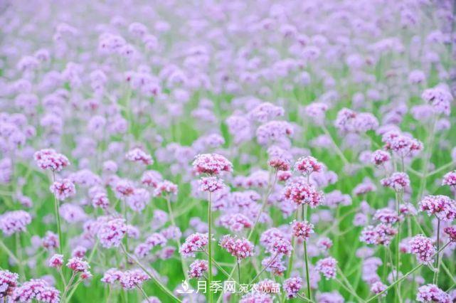 蘇洲金雞湖畔！大美月季花海！(圖12)