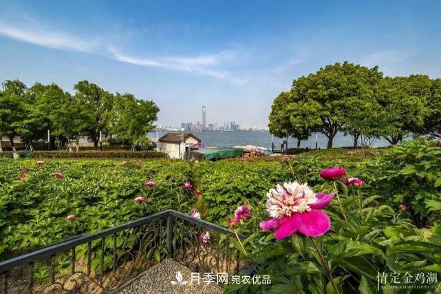 蘇洲金雞湖畔！大美月季花海！(圖11)