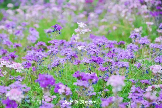 蘇洲金雞湖畔！大美月季花海！(圖14)