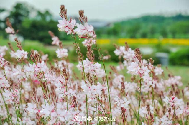 蘇洲金雞湖畔！大美月季花海！(圖16)