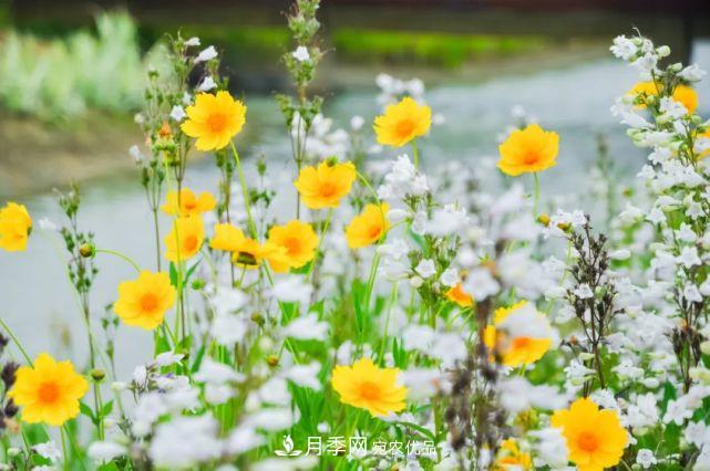 蘇洲金雞湖畔！大美月季花海！(圖17)