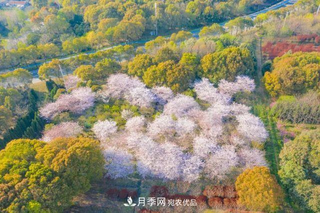 蘇洲金雞湖畔！大美月季花海！(圖20)