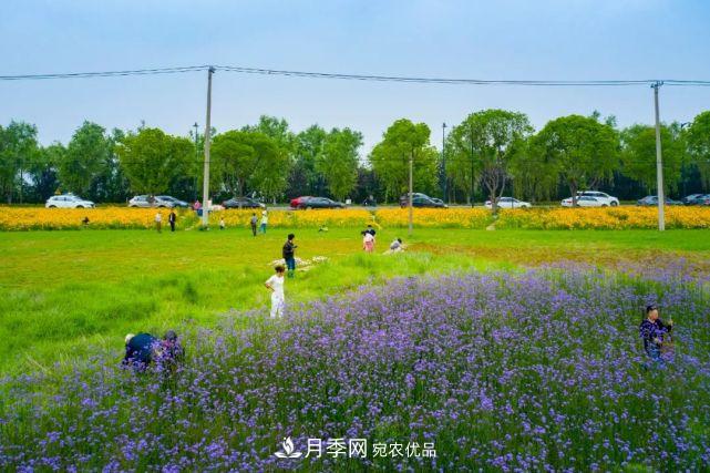蘇洲金雞湖畔！大美月季花海！(圖24)