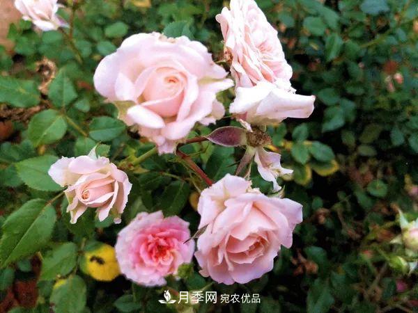 月季：曾陪桃李開時(shí)雨，仍伴梧桐落后風(fēng)(圖2)