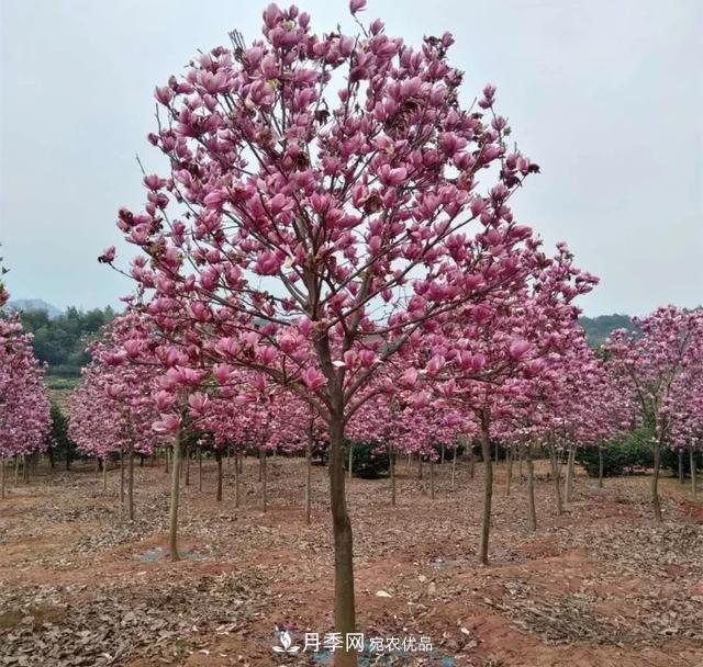 紫玉蘭樹(shù)能長(zhǎng)多高？五年樹(shù)齡可長(zhǎng)到3米(圖2)