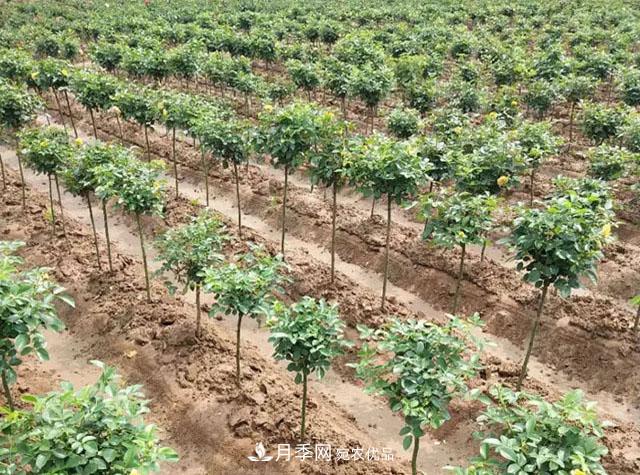 青海樹(shù)狀月季苗圃培育，月季嫁接栽培技術(shù)(圖2)