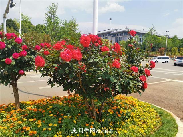昆明呈貢街頭1487株樹狀月季花正艷，月季花開扮靚春城(圖1)