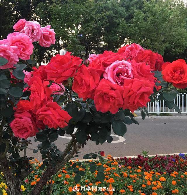 昆明呈貢街頭1487株樹狀月季花正艷，月季花開扮靚春城(圖2)