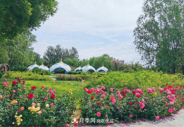 今夏到北京豐臺，看亭臺樓閣，賞各色月季(圖2)