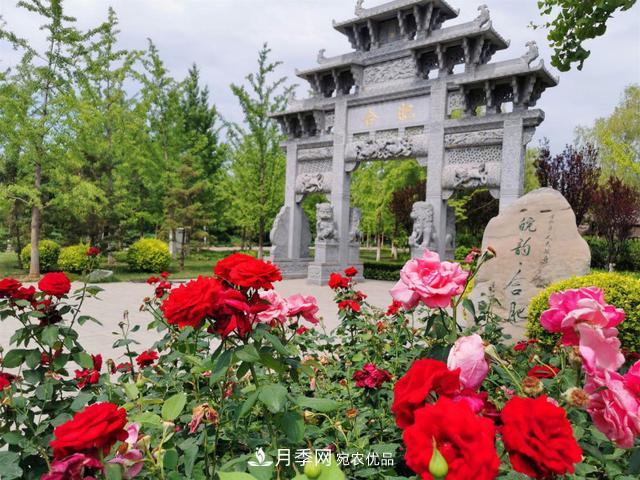 今夏到北京豐臺，看亭臺樓閣，賞各色月季(圖1)