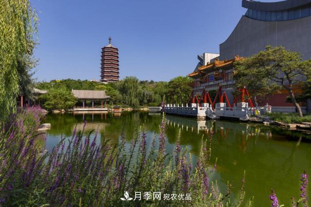 今夏到北京豐臺，看亭臺樓閣，賞各色月季(圖3)