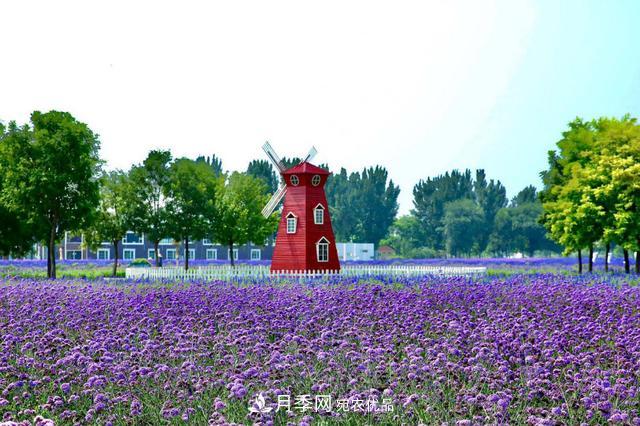 今夏到北京豐臺，看亭臺樓閣，賞各色月季(圖5)