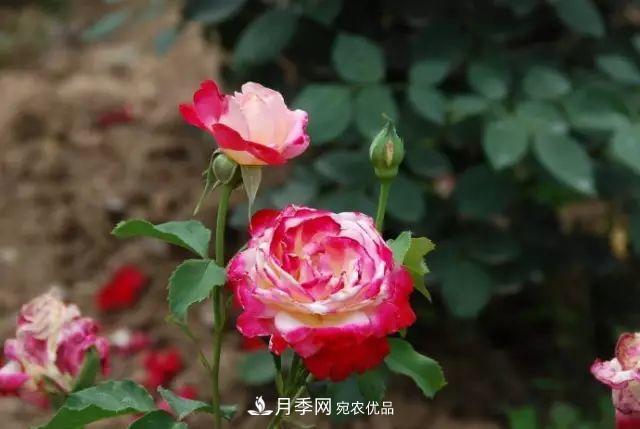 立秋后的月季怎么做好養(yǎng)護(hù)？(圖1)