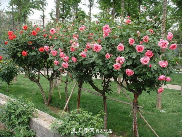 新品“月季樹”為北京市花添色彩，居然引種自南陽內(nèi)鄉(xiāng)(圖2)