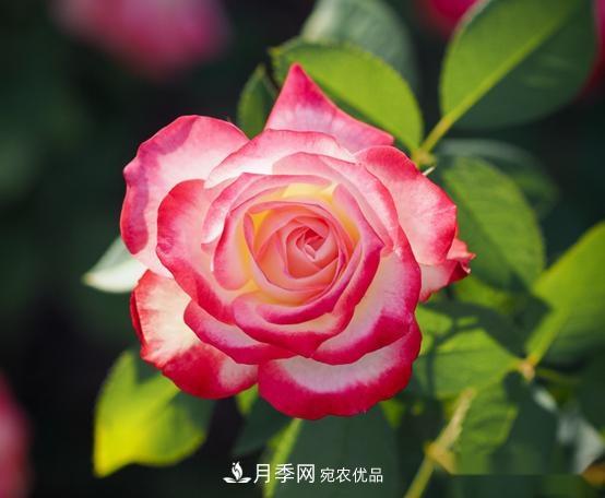 月季達(dá)人分享2個(gè)養(yǎng)護(hù)小技巧，新人入月季坑輕松學(xué)(圖2)